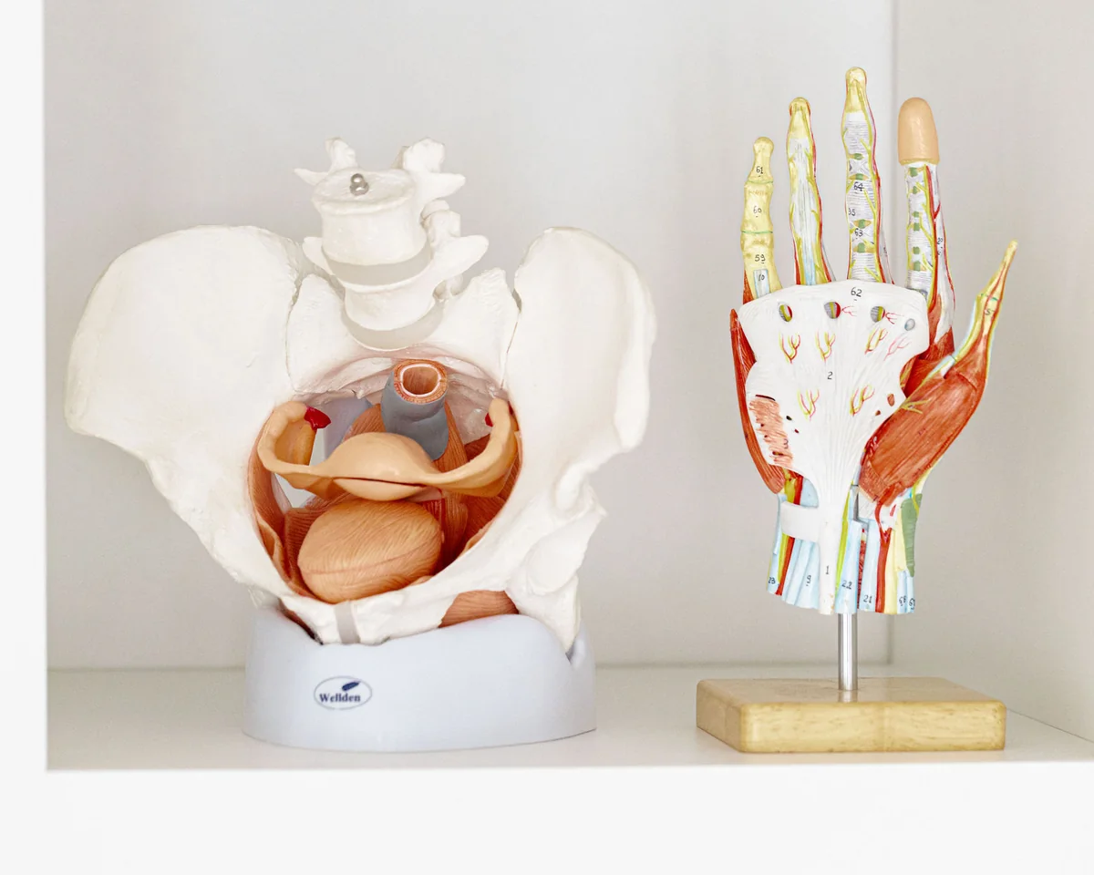 Karina Jackson's anatomical pelvis and hand models, side by side on a white shelf